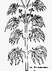 Greek-Herbal